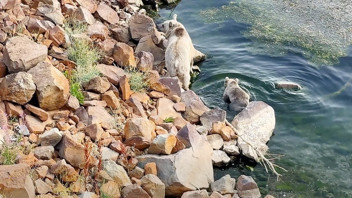 Bozayı ailesinin Nemrut Krater Gölü’ndeki göl keyfi kamerada