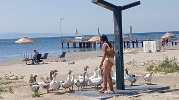 Balıkesir'in şartı tahliyeden faydalanan kazları tatilcilerin plaj arkadaşı oldu