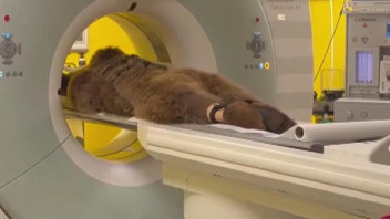 Şaka değil gerçek! Gerçekten de MR cihazında ayı var!