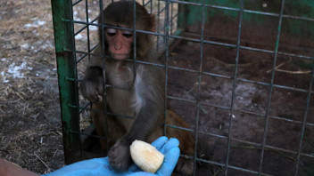 Sahibinin şiddet uyguladığı minik maymun kurtarılarak, koruma altına alındı