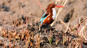 Türkiye'nin en renkli göçmenlerine ev sahibi yapan cennetinde renk cümbüşü