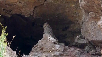 Doğanın kamuflaj ustası ''Puhu'' Sivas'ta görüntülendi