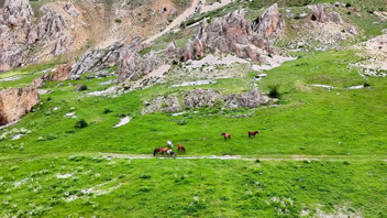 Türkiye'nin masal diyarından eşsiz görüntü: Özgürlüklerine kavuşup kendi sürüleriyle yaşıyorlar