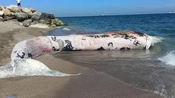 Türkiye'nin 16 metrelik devi 4 yıl önce gömüldüğü mezarından çıkarılıyor!