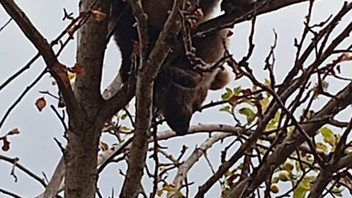 Yaramaz ayı yavrusu bir ilimizi alarma geçirdi!