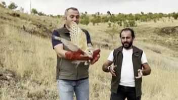 Gecelerin avcısı yeniden yaban hayatına kavuştu