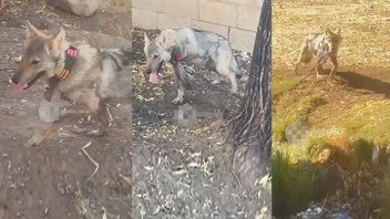 Sosyal medyadaki ''evcil kurt'' rezaletinin perde arkası ortaya çıktı: O kurt kurtarıldı!