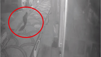 Aç kalan ayılar kış uykusu öncesi mahalleyi bastı!