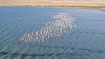 Türkiye'nin en büyük gölü zarif konuklarıyla renklendi