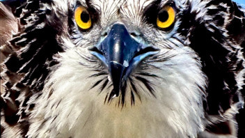 Doğanın en sıradışı dev uçan yırtıcısı Türkiye'de görüntülendi!