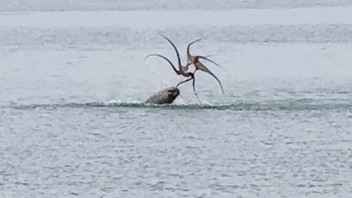 Çeşme sahilinde ahtapot avındaki fok saniye saniye kameralara yansıdı