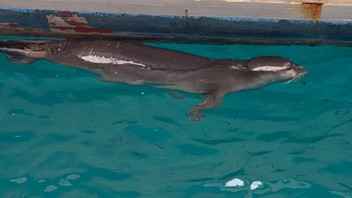 Bodrum sahilinde Akdeniz foku sürprizi