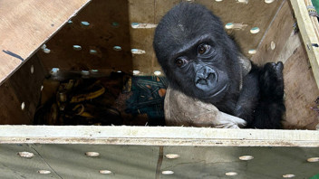 Talihsiz yavru goril Zeytin'den müjdeli haber: Merakla beklenen DNA sonucu geldi!