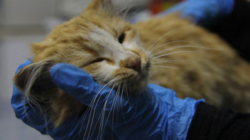 Bir ilimizde AIDS alarmı verildi: İnsanda değil, bir yavru kedide görüldü!