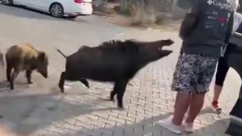 Beslemek istediği yaban domuzunun saldırısına uğradı
