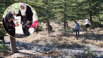 Doğada kendi kendine yetişiyor, kilosu 1.000 TL'ye Japonya'ya ihraç ediliyor!