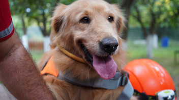 Evlerimizin 4 ayaklı canları artık hayatımızı kurtarabilir!