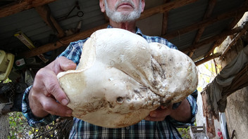 Türkiye'de bir dev şans eseri bulundu: Gören gözlerine inanamadı: ''Afiyetle yiyeceğim''