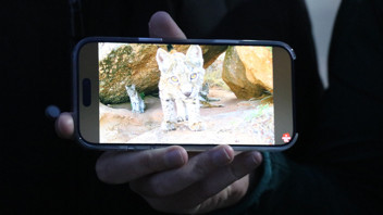 Türkiye'nin gizemli canlısı ormanın hayaletleri bu sefer ailece görüntülendi