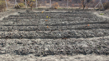 Denemek için ekmişti, şimdi kilosunu 600 bin TL'den satıyor!