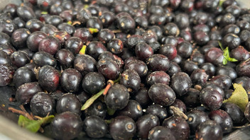 Hatay'ın gizli hazinesi: Litresi bin liraya kadar yükseldi!