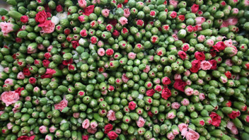 Türkiye'den Avrupa'ya 12 milyon Dolarlık yılbaşı ihracatı başladı!