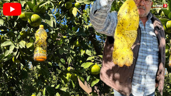 Liseli öğrencilerin projesi sebze ve meyve tarlalarının istilacısını yenmeyi başardı!