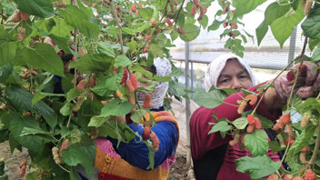 Yüzde 100 organik! Mersin'de yetişiyor; Dubai, Katar ve Irak'a ihraç ediliyor