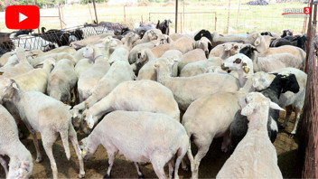 Test sonuçları pozitif çıktı; İzmir'de karantina kararı verildi!