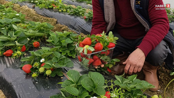 Bahar ve yaz aylarının eşsiz lezzeti, kış aylarında da girişimcilerin ekmek kapısı oldu!