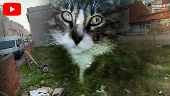 Allah kahretsin! Hepsinin gözleri oyulmuş, karınları deşilmiş, boyunlar kırılmış...