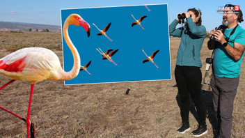 Türkiye'nin en sevimli göçmenleri geri döndü: Renk cümbüşü büyüledi