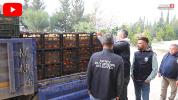 Kilosu 2 liraya kadar düştü, kasa kasa ürünü bedava dağıttılar