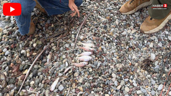 Türkiye'nin maviyle yeşilinin buluştuğu cennetinde ölüm kıyıya vurdu!