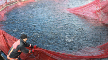 Bozkırın ortasında yetişiyor! Tonlarcası Rusya ve Japonya'ya gönderiliyor