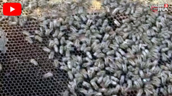 Türkiye'nin şifa kaynağı en özel lezzetinin milyonlarca işçisi zehirlenerek öldürüldü!