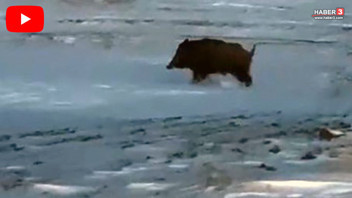 Maden işçileri görüntüledi... Karlar içinden simsiyah bir dev çıktı!