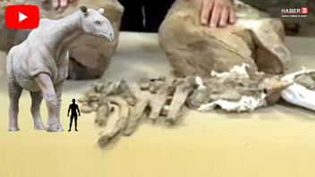 Türkiye'de tam 30 milyon yaşında, en büyük kara memelisi olan bir devin fosili bulundu!