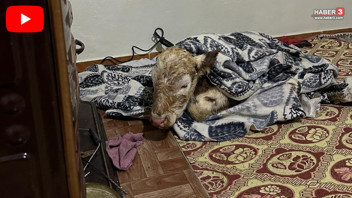 Buz gibi havada yüreklerimizi ısıtan haber: Dondurucu soğukta doğunca soba yanına taşındı!