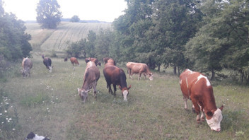 Bir ilde daha şap alarmı: Hayvan giriş-çıkışları yasaklandı