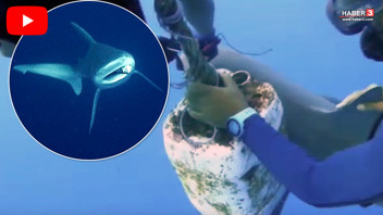Antalya'da 3 metrelik denizlerin en tehlikeli avcısını dalgıçlar kurtardı!