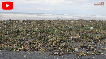 İstilacı tür önce nehri şimdi de deniz kıyısını sardı: Her yer yemyeşil!