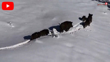 Türkiye'nin vahşi doğası dron kamerasında...