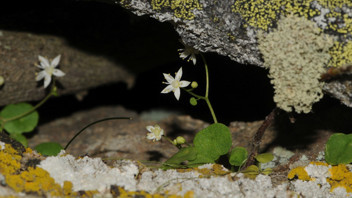 Türkiye'de yeni bir bitki türü keşfedildi