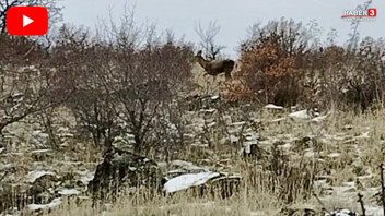 Başkent Ankara’da geyik sürüsü kameralara yansıdı