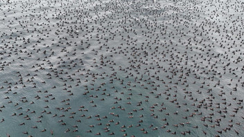 İstanbul Boğazı'ndan belgeselleri aratmayan görüntüler
