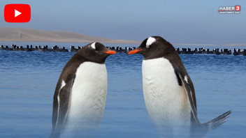 Türkiye'nin sahte penguenlerini görenler gözlerine inanamadı: Gören dönüp bir daha baktı!