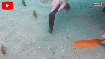 Türkiye'nin nesli tehlike altındaki canlıları boğazda hayat buldu