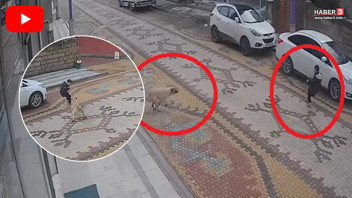 Sokak köpeğinin saldırdığı çocuğun imdadına esnaf yetişti