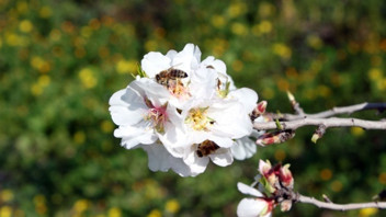 İlk cemre ne zaman düşecek? Baharın müjdecisi ve Ramazan birlikte geliyor